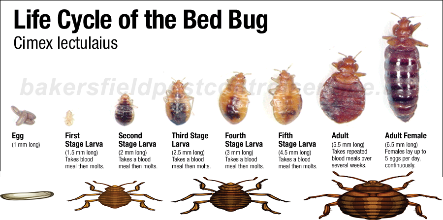 pest control information